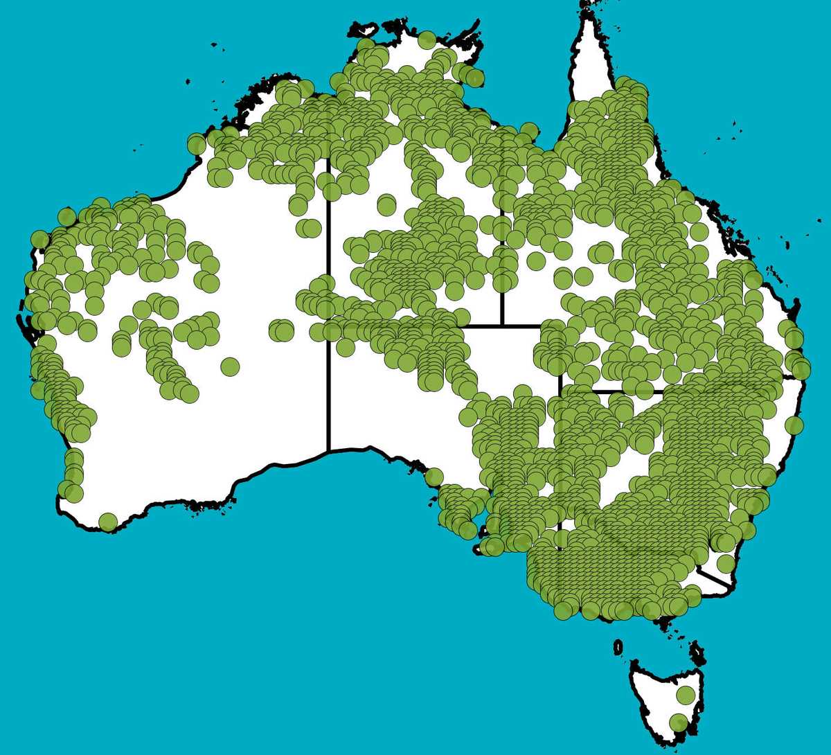 eucalyptus-camaldulensis-red-river-gum-plant-profiles-queensland